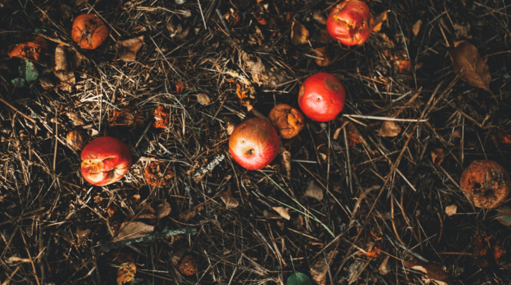 Co-Gardening and Collective Composting | The Local Goodness&nbsp;Project