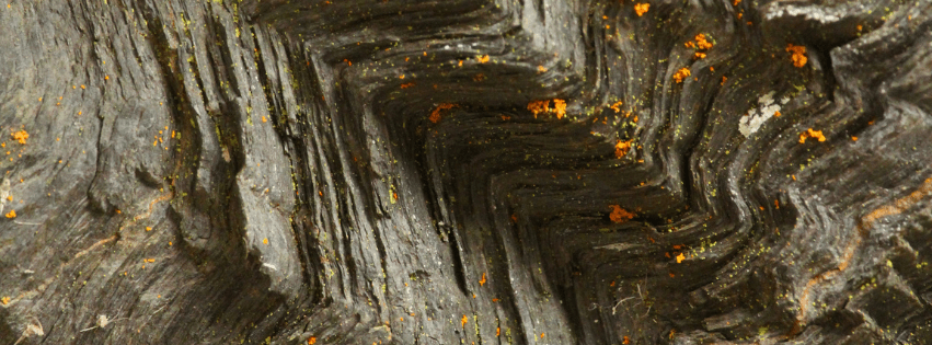 Rockface with tiny orange fungus growing on it