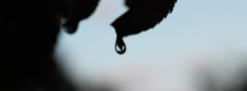 Image of water dripping from a leaf