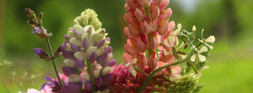 Lupin flowers